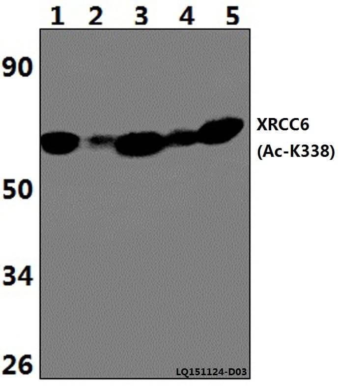 Polyclonal Rabbit anti-Human XRCC6 / Ku70 Antibody (Acetyl-Lys338, WB)