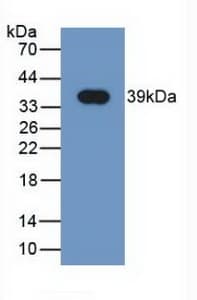 NRG4 Antibody