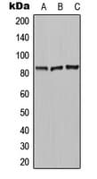 Polyclonal Rabbit anti-Human CPN2 Antibody (C-Terminus, WB)