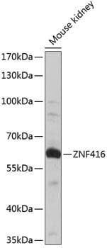 ZNF416 Antibody