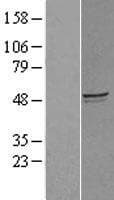 MYZAP Protein (Over-Expression Lysate Myc-DDK (Flag))