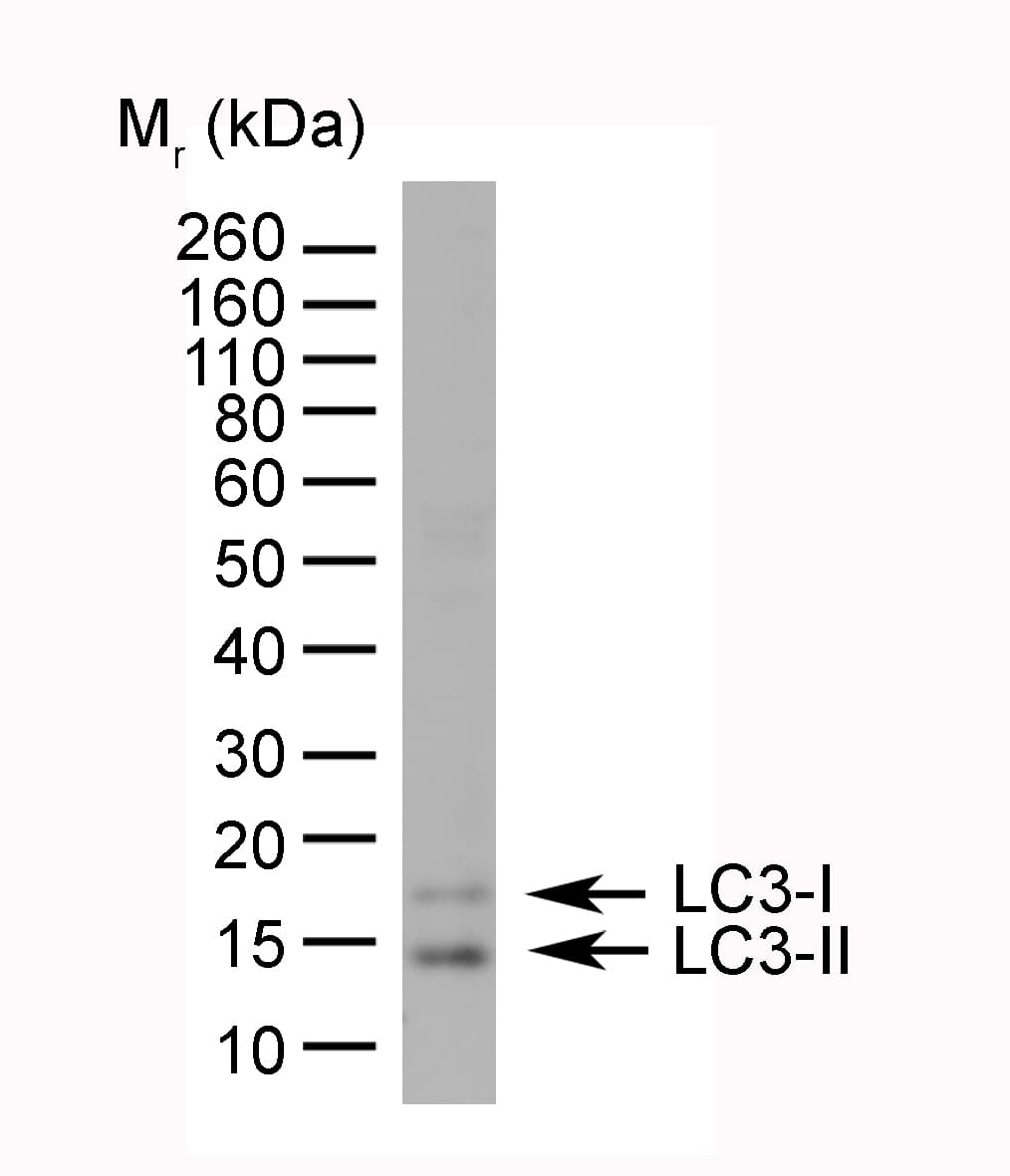 MAP1LC3A / LC3A Antibody (aa2-15)
