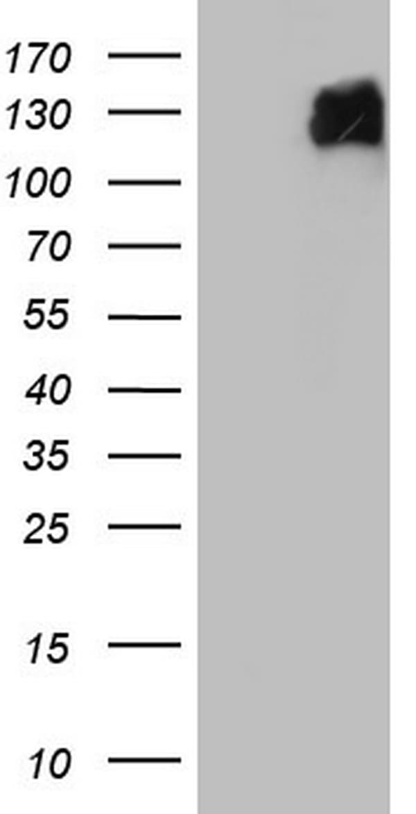 MCM2 Antibody (clone OTI4C9)