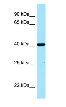 IDO1 / IDO Antibody (C-Terminus)