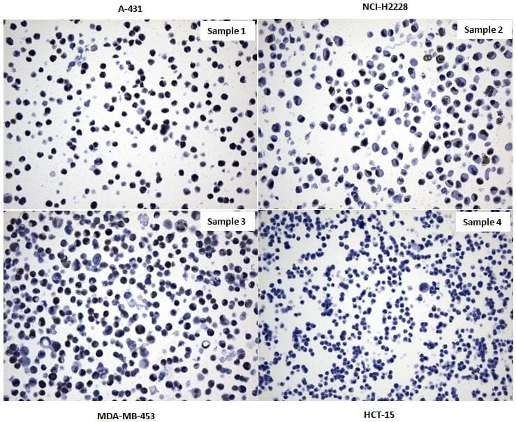 Monoclonal Mouse anti-Human TLE1 / TLE 1 Antibody (clone UMAB253, aa180-460, IHC, IF, WB)