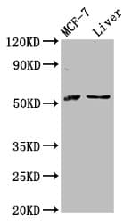 AKT2 Antibody (aa1-481)