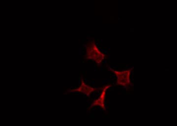 PRC1 Antibody