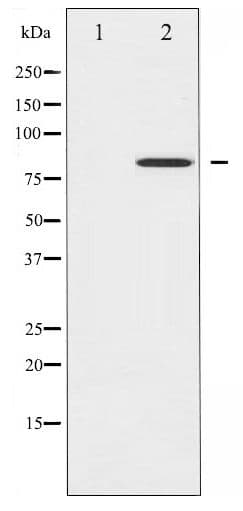 Polyclonal Rabbit anti-Human STAT4 Antibody (phospho-Tyr693, IHC, WB)