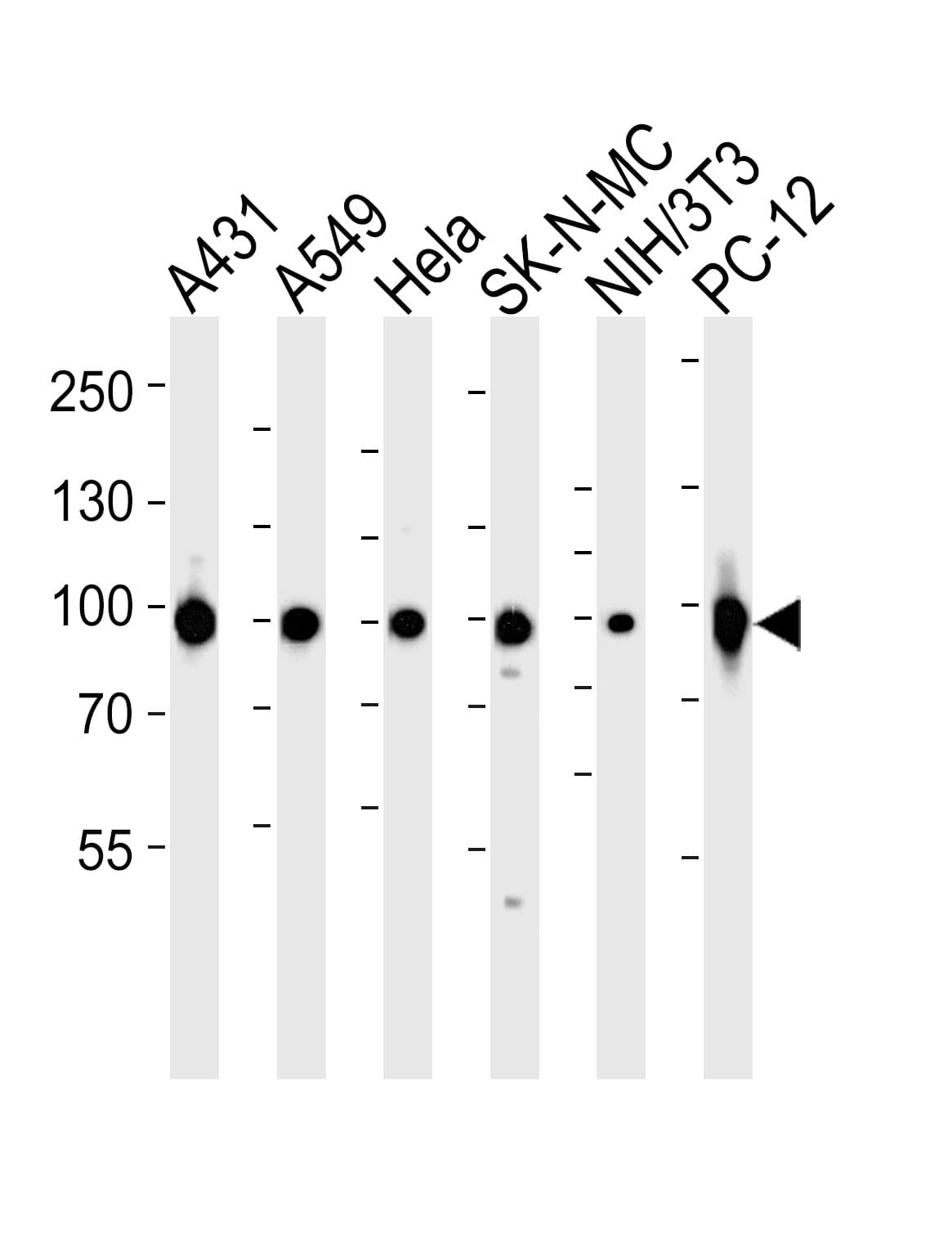 HSP90AA1 / Hsp90 Alpha A1 Antibody (aa644-677)