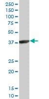 ACTRT2 Antibody (clone 2E10)
