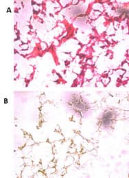 UCHL5 / UCH37 Antibody (aa56-87)