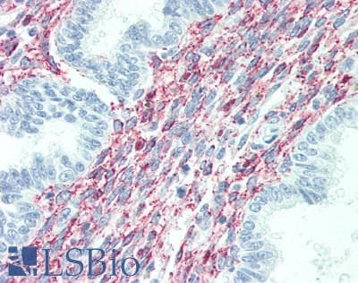 SPON1 / F-Spondin Antibody (aa597-801)