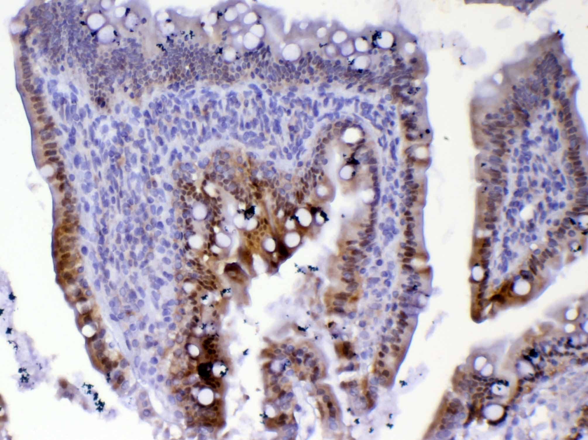 CDC20 Antibody
