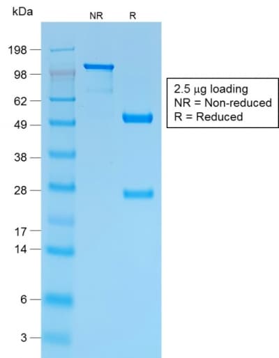 PathPlus™ SPN / CD43 Antibody (clone SPN/1766R)