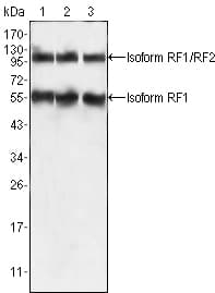 IHC-plus™ EDR / PEG10 Antibody (clone 4C10A7)