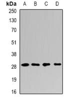 PSMF1 Antibody