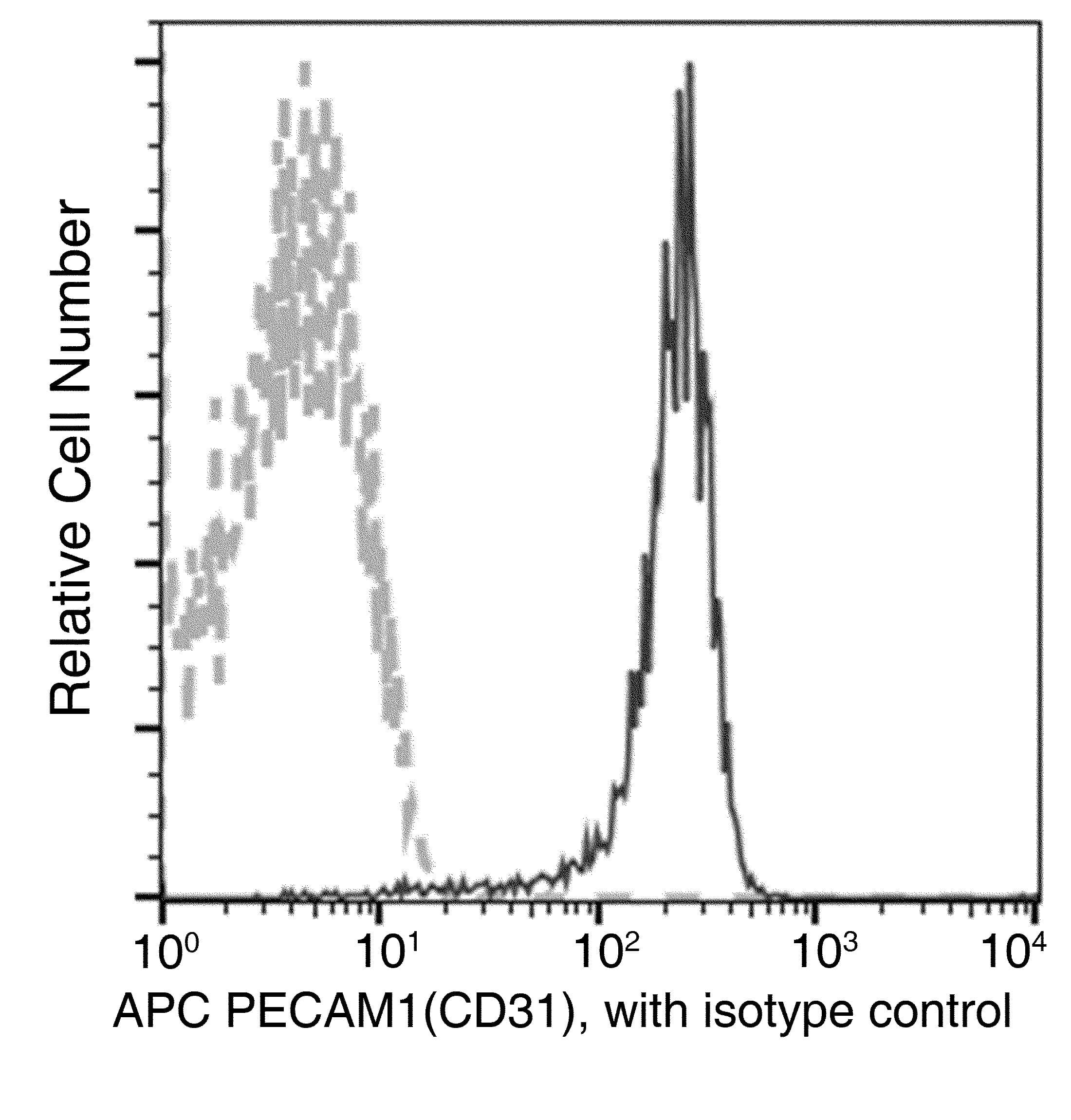 Monoclonal Rabbit anti-Mouse PECAM-1 / CD31 Antibody (clone 008, APC)