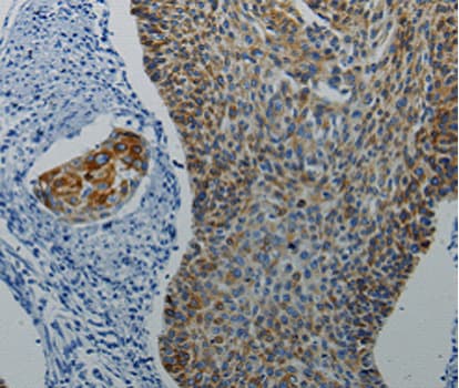 DRD4 / Dopamine Receptor D4 Antibody