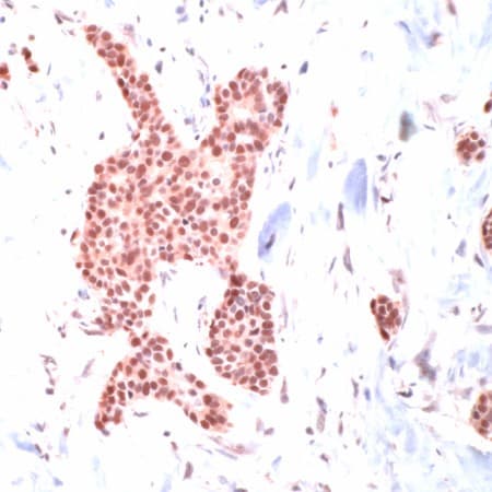 Heat Shock Protein 70 / HSPA1A Antibody (aa574-591)