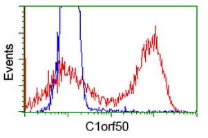C1orf50 Antibody (clone OTI2C1)