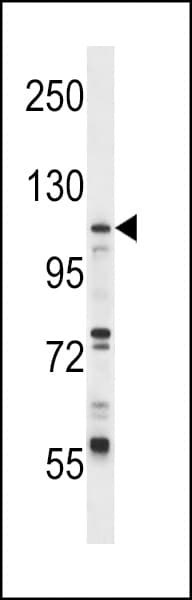 UBE1L / UBA7 Antibody (aa239-268)