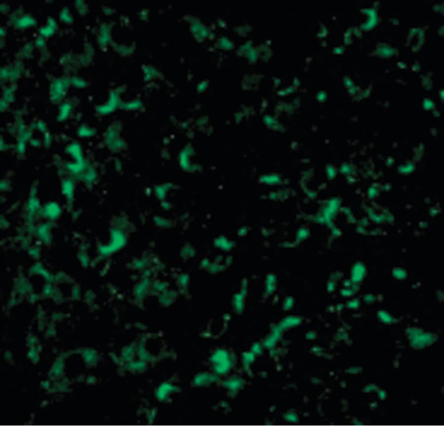 IHC-plus™ AKT1 Antibody