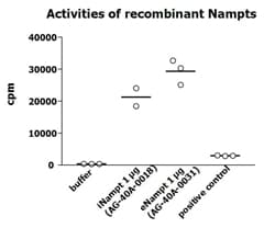 Human NAMPT / Visfatin Protein (Recombinant His)