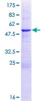 Human HSCB Protein (Recombinant GST)