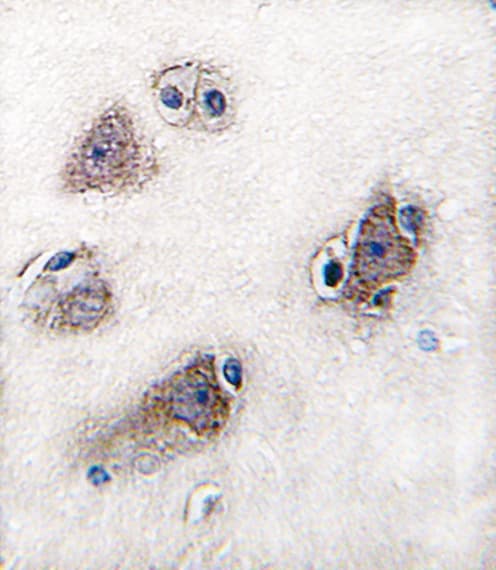 CYP26C1 Antibody (aa410-439)