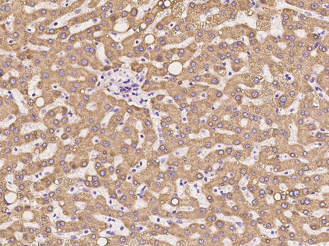 CYPOR / POR Antibody