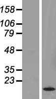 HIST1H2BC Protein (Over-Expression Lysate Myc-DDK (Flag))