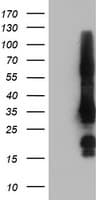 GRAP2 / GRID Antibody (clone OTI1G2)
