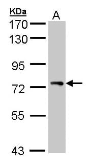 IHC-plus™ STAM1 / STAM Antibody (aa16-326)