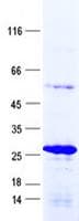 Human RPL15 / Ribosomal Protein L15 (Recombinant His, N-Terminal)