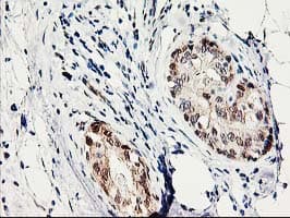 PRMT2 Antibody (clone OTI3A3)
