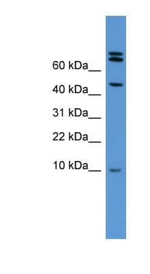 Polyclonal Rabbit anti-Rat BMP2 Antibody (aa231-280, WB)
