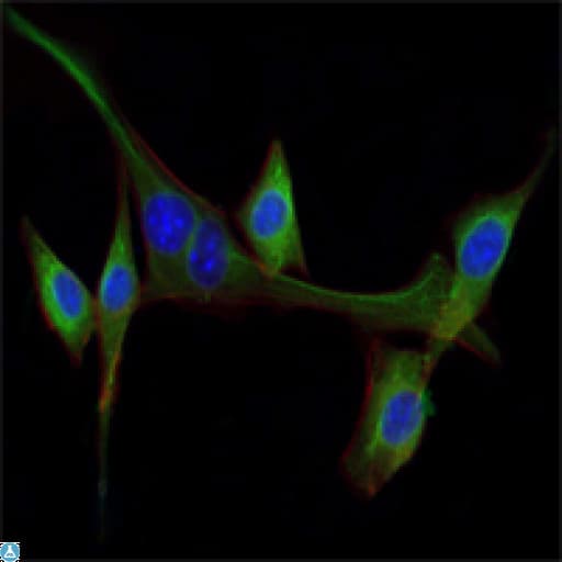 EGF Antibody