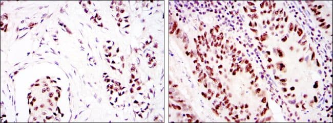 PRKDC / DNA-PKcs Antibody (clone 3H6)