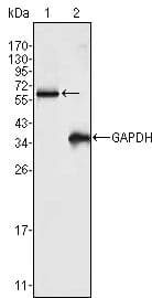 FRK Antibody (clone 40)