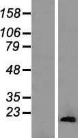 HIST1H2AA Protein (Over-Expression Lysate Myc-DDK (Flag))