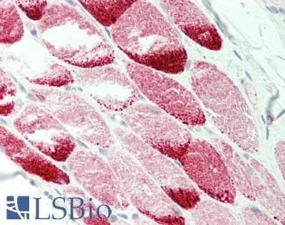 Polyclonal Rabbit anti-Mouse GYG1 / Glycogenin Antibody (C-Terminus, IHC, WB)