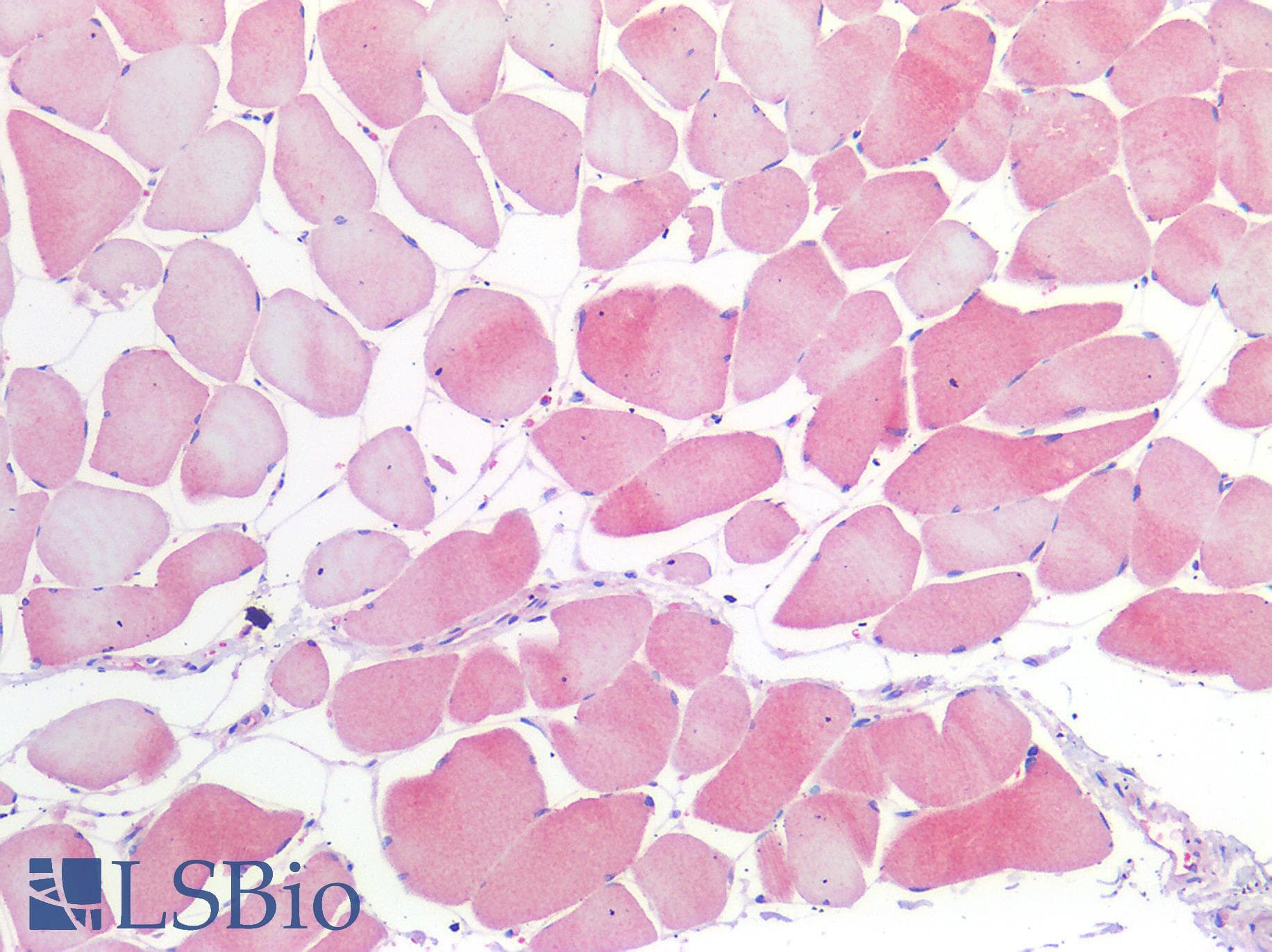 IHC-plus™ NOS1 / nNOS Antibody