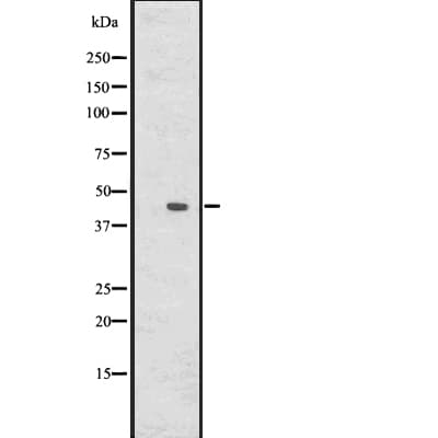 DUSP6 / MKP3 Antibody
