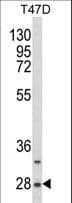 Polyclonal Rabbit anti-Human SNRPB / COD Antibody (aa34-65, WB)