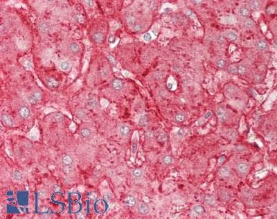PathPlus™ APOE / Apolipoprotein E Antibody