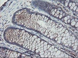 CPA2 Antibody (clone OTI1C7)