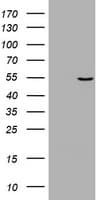 Vimentin Antibody (aa210-466, clone OTI3B11)