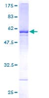 Human WDR4 Protein (Recombinant GST)