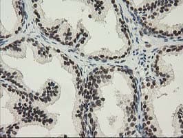 NHEJ1 / XLF Antibody (clone OTI3E6)