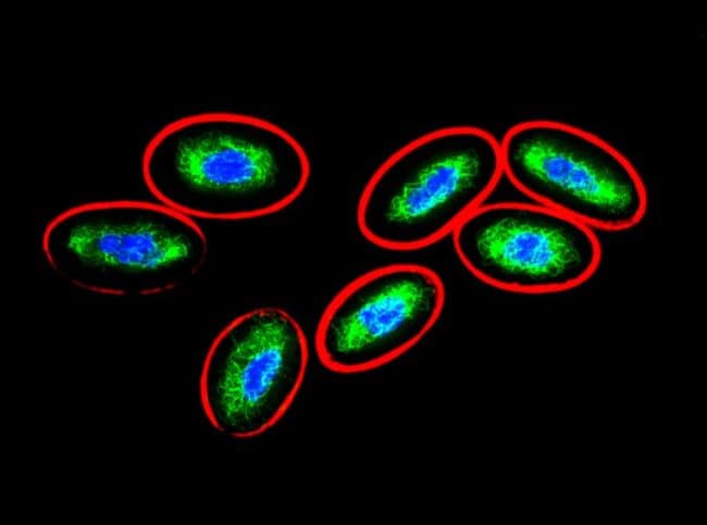 Vimentin Antibody (clone VI-10)